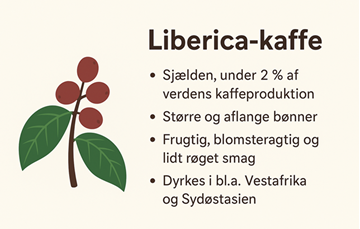 Billede af Liberica-kaffe