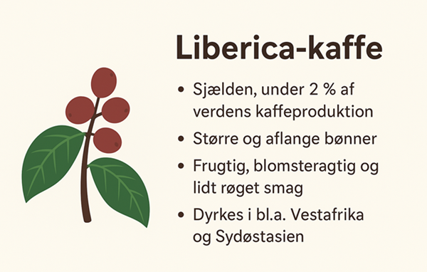 Billede af Liberica-kaffe